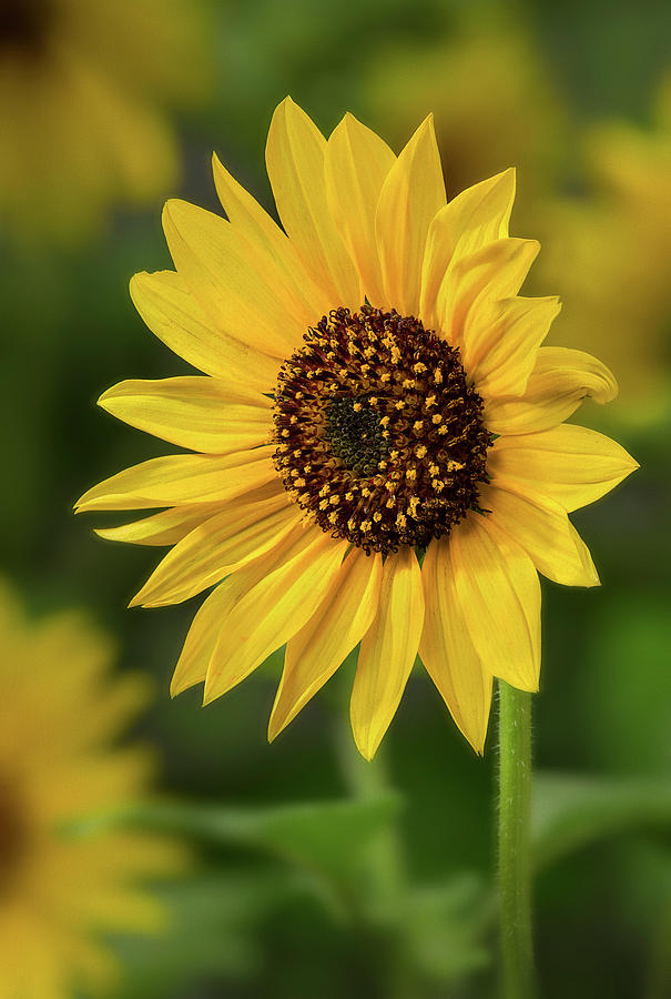 Sunflower Sunshine Photograph by John Rogers