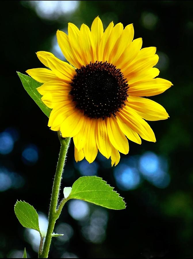 Sunflower Sunshine Photograph by Judy Stepanian