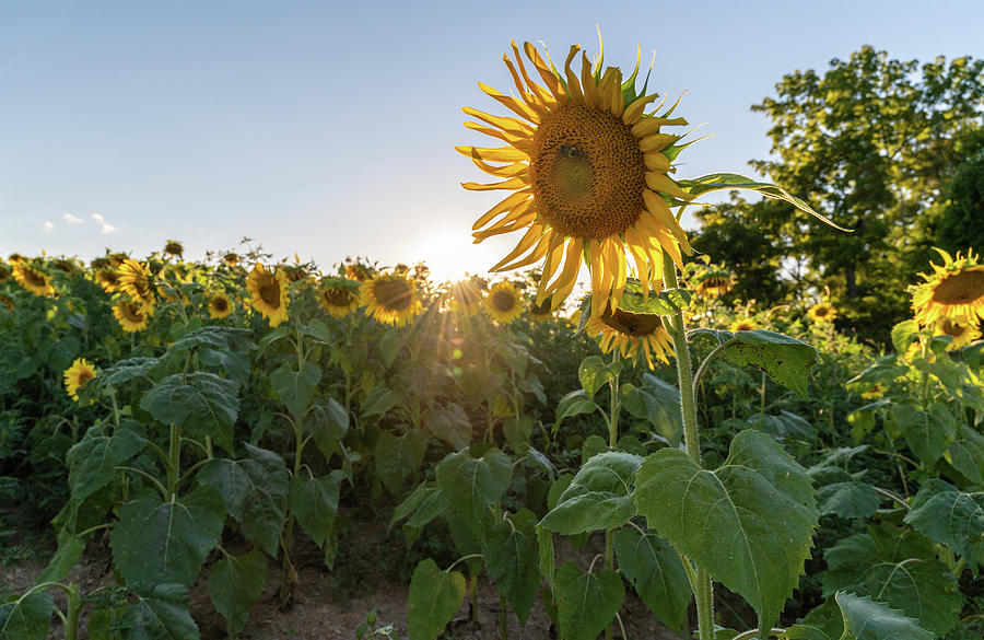 Sunflower Sunshine Photograph by Kristopher Schoenleber