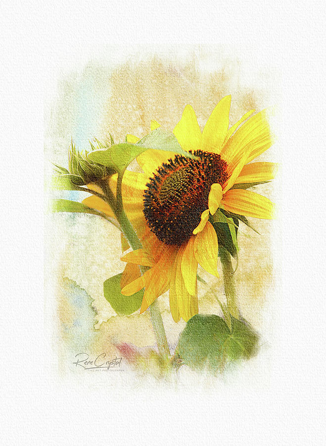 Sunflower Sunshine Photograph by Rene Crystal