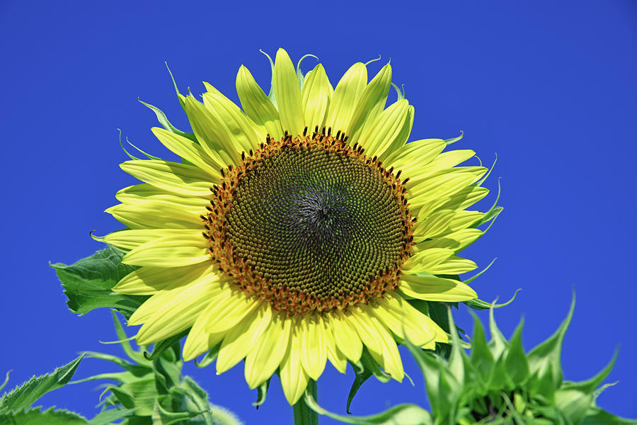Sunflower Sunshine Photograph