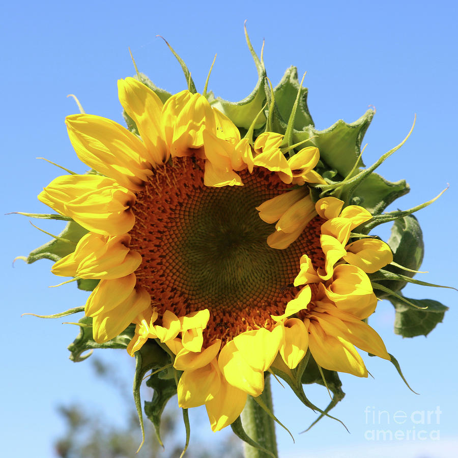 Sunflower Sunshine Square Photograph by Carol Groenen