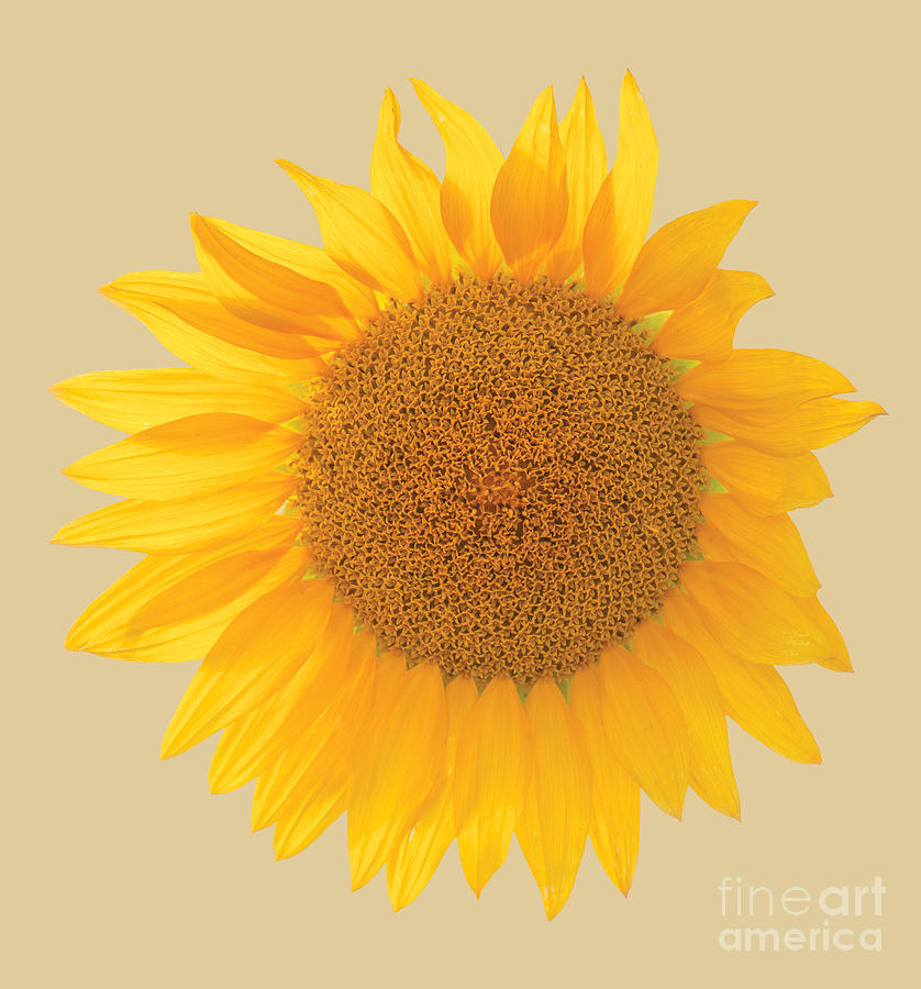 Sunflower, Sunshine, Summer, Flower, Nature, Outdoors, Large Canvas Prints, Photograph by David Millenheft