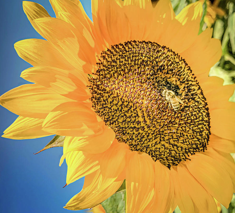 Sunflower Sunspot Photograph by Rebecca Herranen