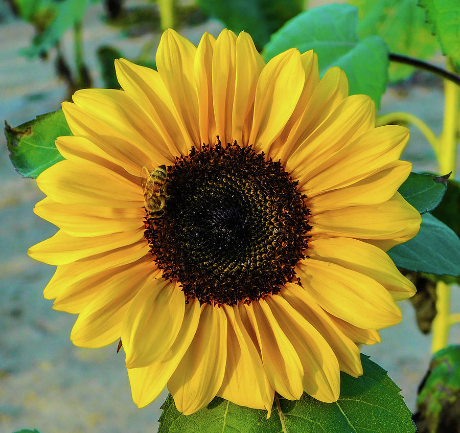 Sunflower Supreme Photograph by Nancy Spirakus | Pixels