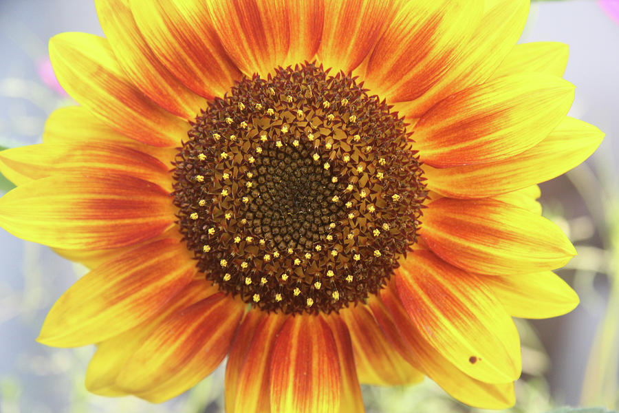 Sunflower Surprise Photograph