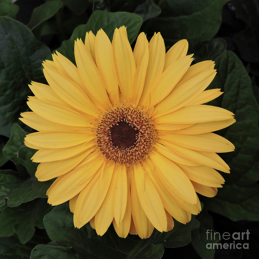 Sunflower Surprise Photograph by L J Oakes