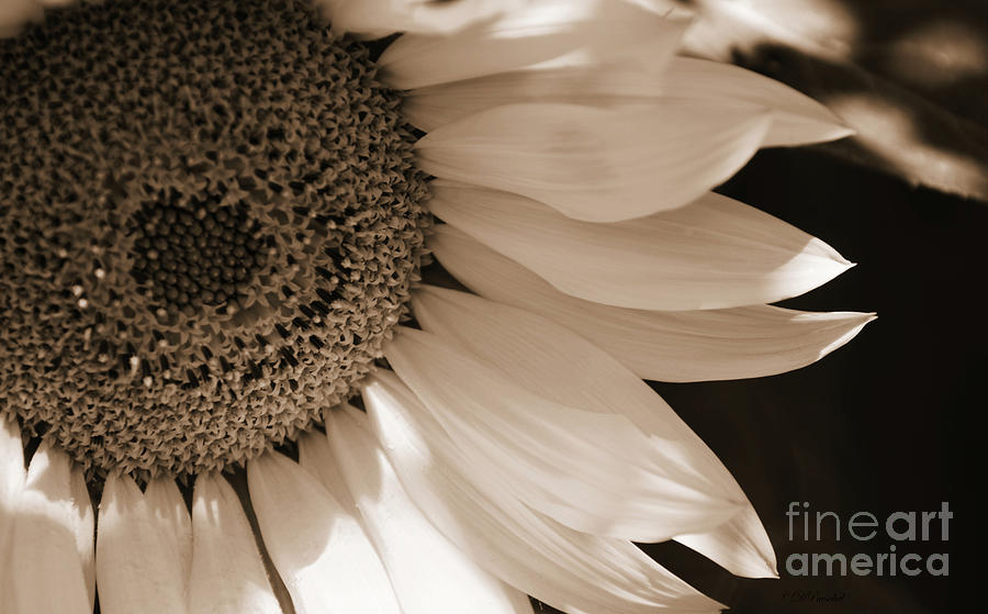 Sunflower Tan Photograph