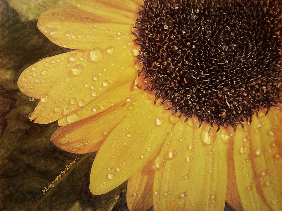 Sunflower Tears Photograph