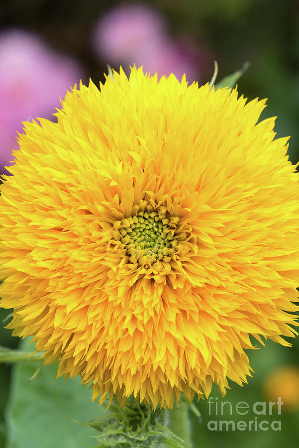 Sunflower Photograph - Sunflower Teddy Bear Flower by Tim Gainey