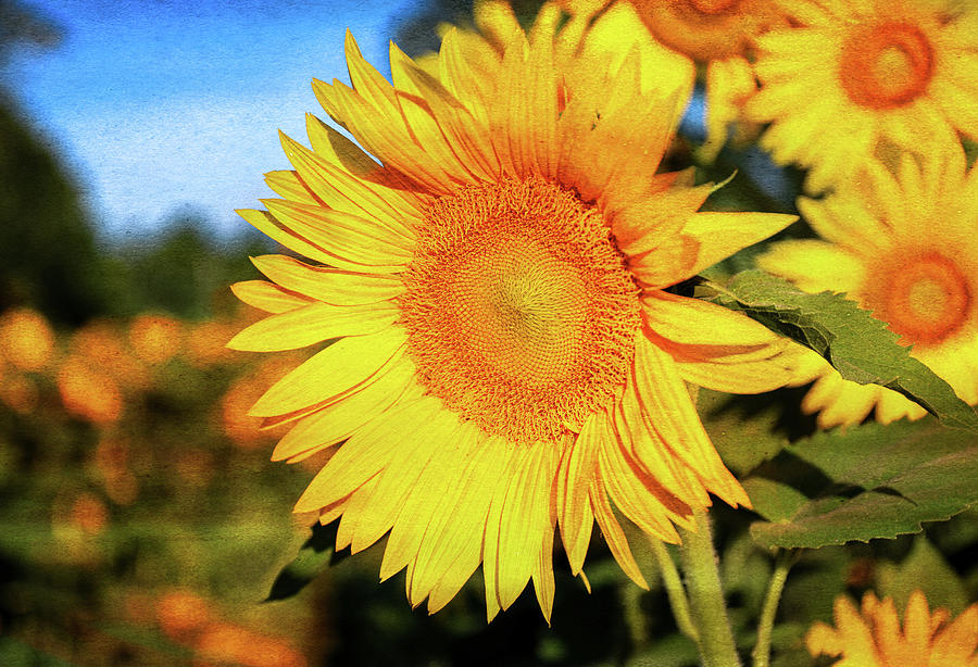 Sunflower Textured Photograph by Dan Sproul