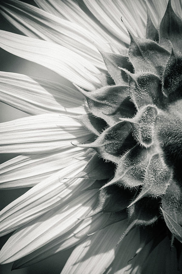 Sunflower Textures Photograph by Stewart Helberg