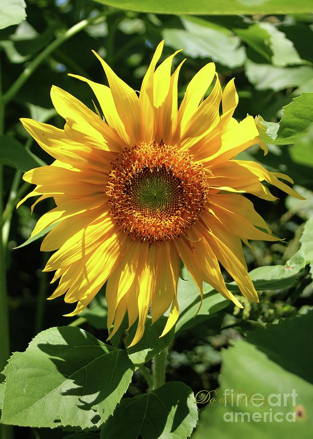 Sunflower Three Photograph by Dodie Ulery