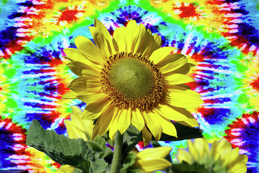 Sunflower Tie-Dye Photograph by Ben Upham III
