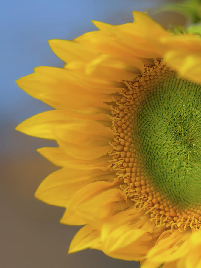 Sunflower Photograph - Sunflower by Tim Fitzharris