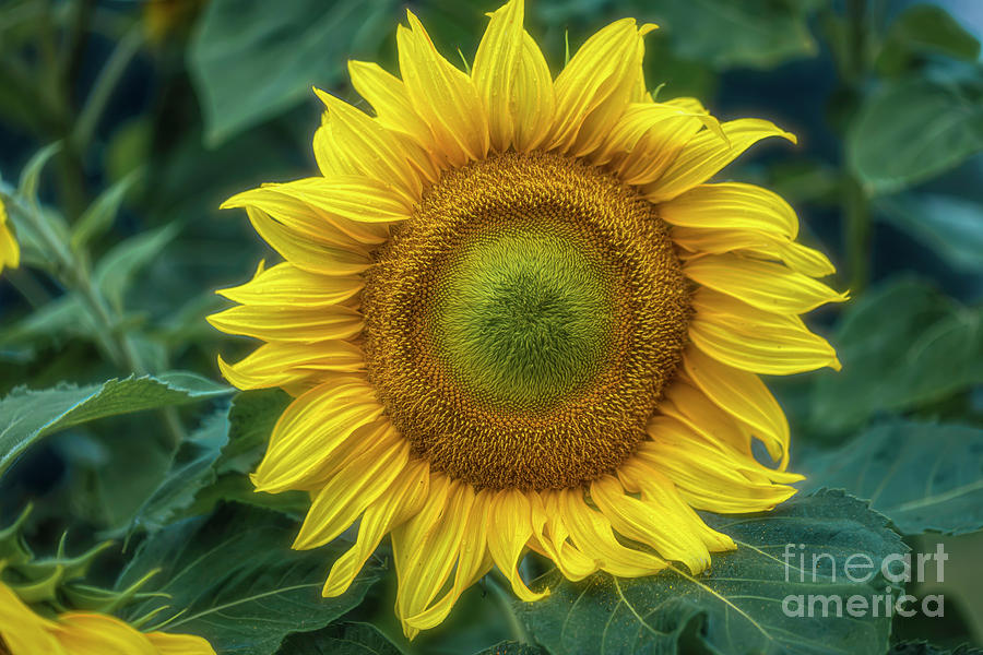 Sunflower Time 3 Photograph by Veikko Suikkanen | Pixels