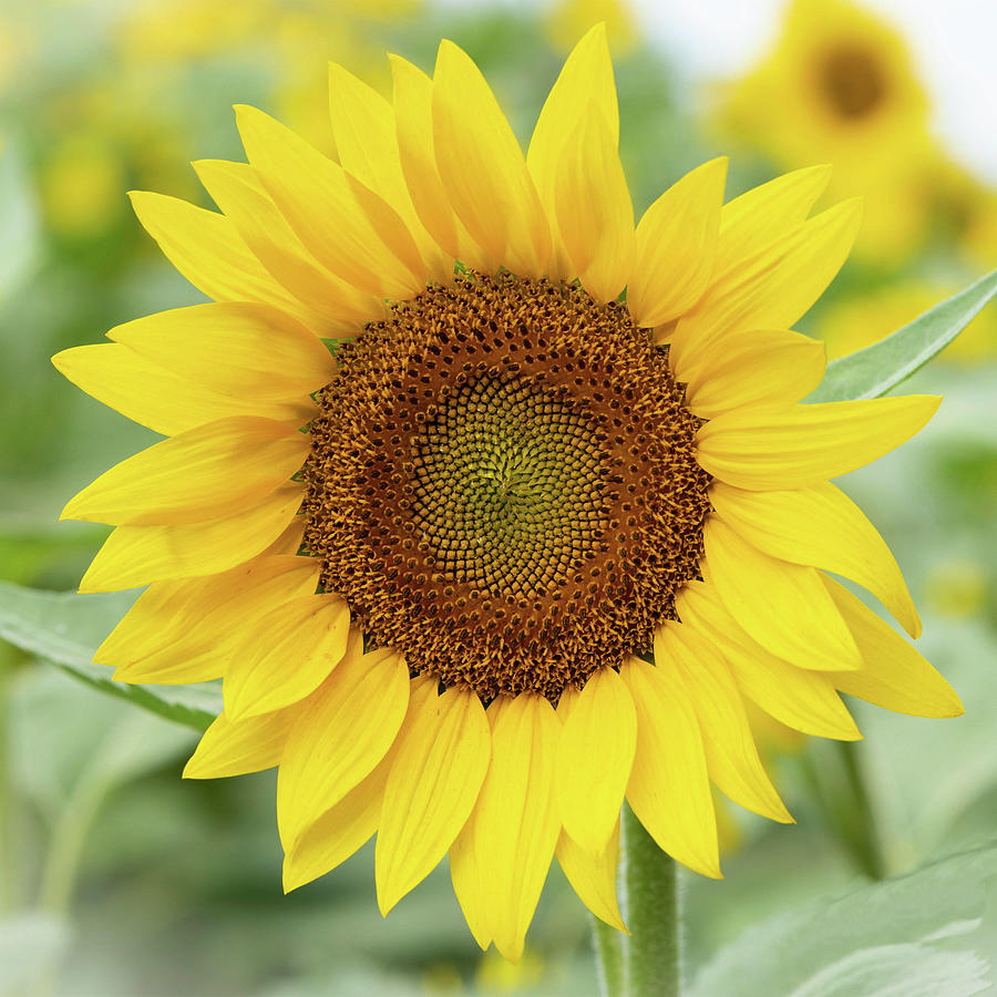 Sunflower Photograph by Tom Dorsz - Fine Art America