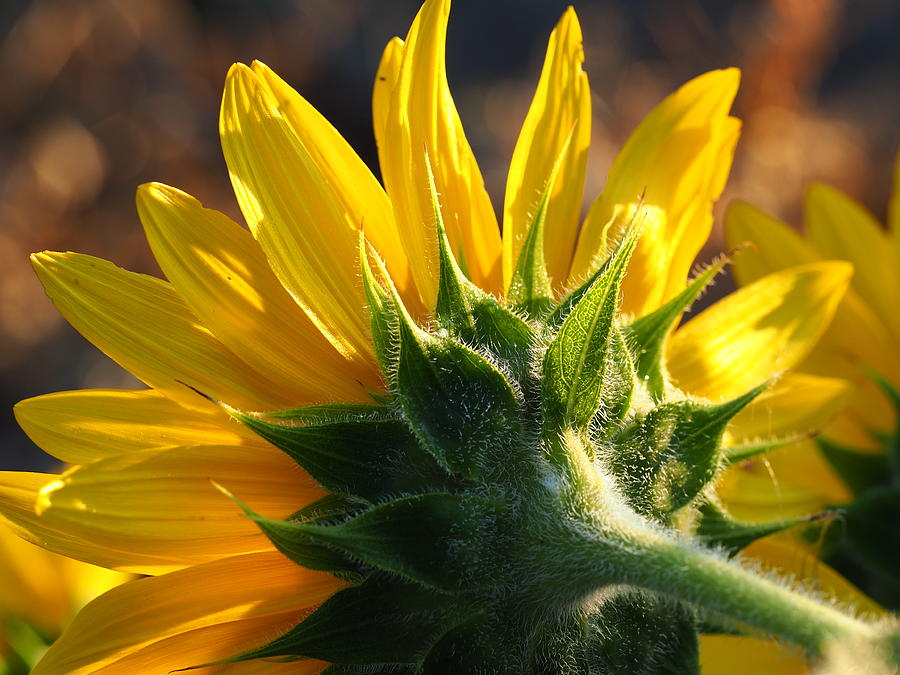 Sunflower Photograph by Tom Druin
