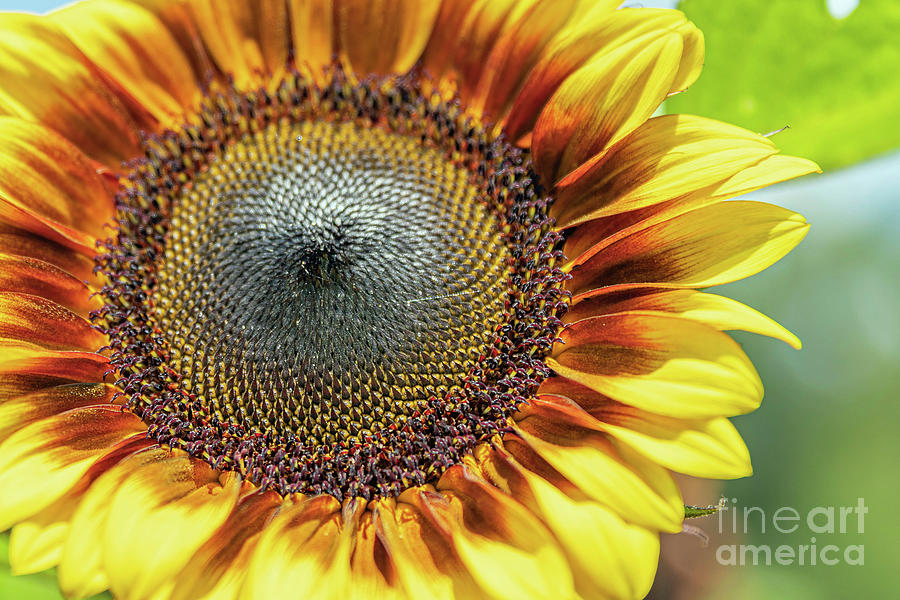 Sunflower Photograph by Tom Watkins PVminer pixs