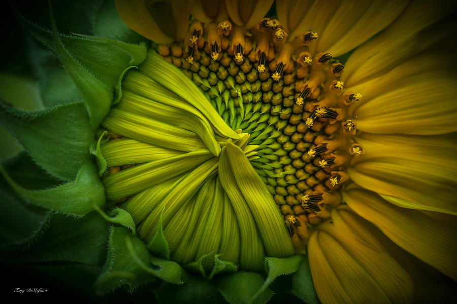 Sunflower  Photograph by Tony DiStefano