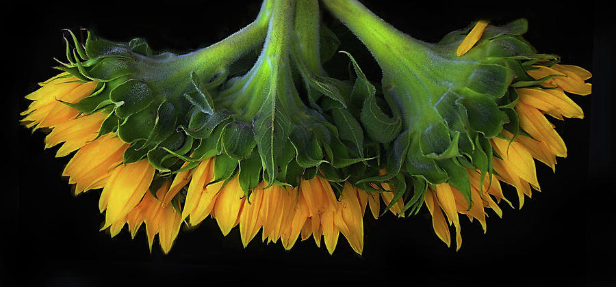 Sunflower Trilogy Photograph by Jessica Jenney
