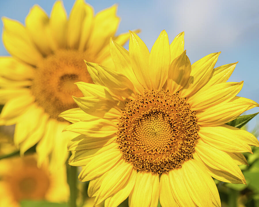 Sunflower Trio Photograph by Dawn Currie