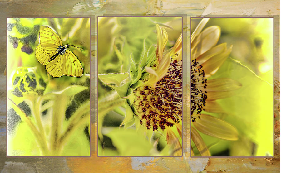 Sunflower Triptych Digital Art by Cordia Murphy