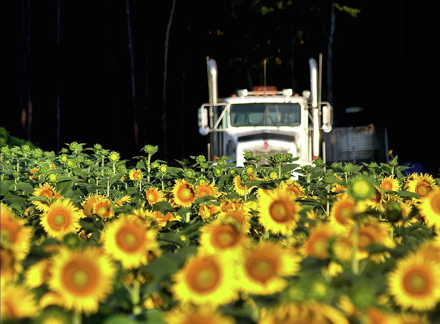 Sunflower truck Photograph by Buddy Scott