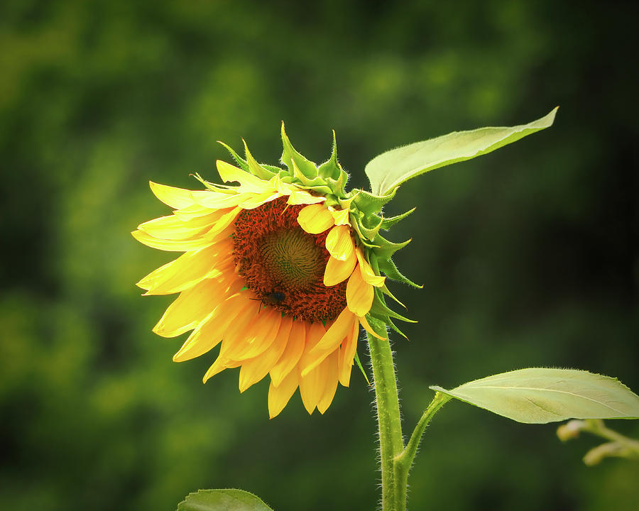 Sunflower Unfolding Aglow Photograph