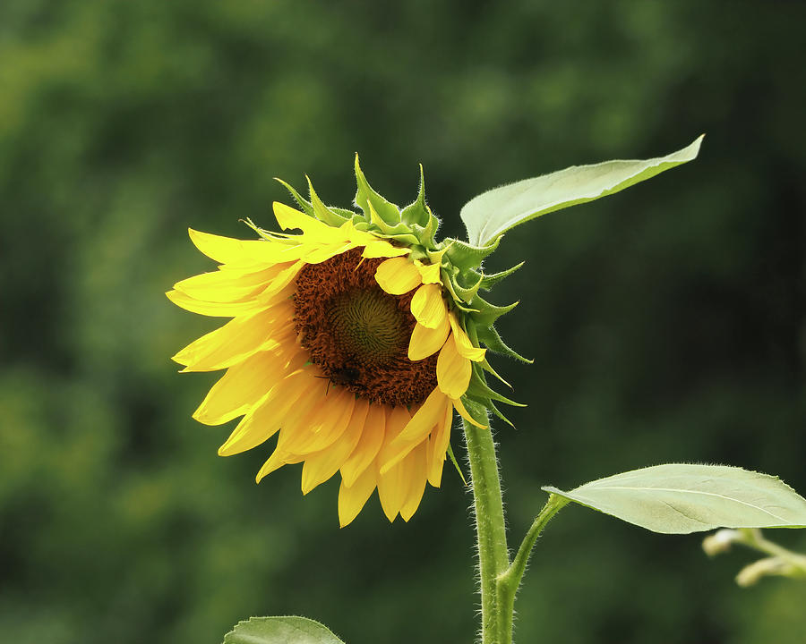 Sunflower Unfolding Photograph by Bill Swartwout