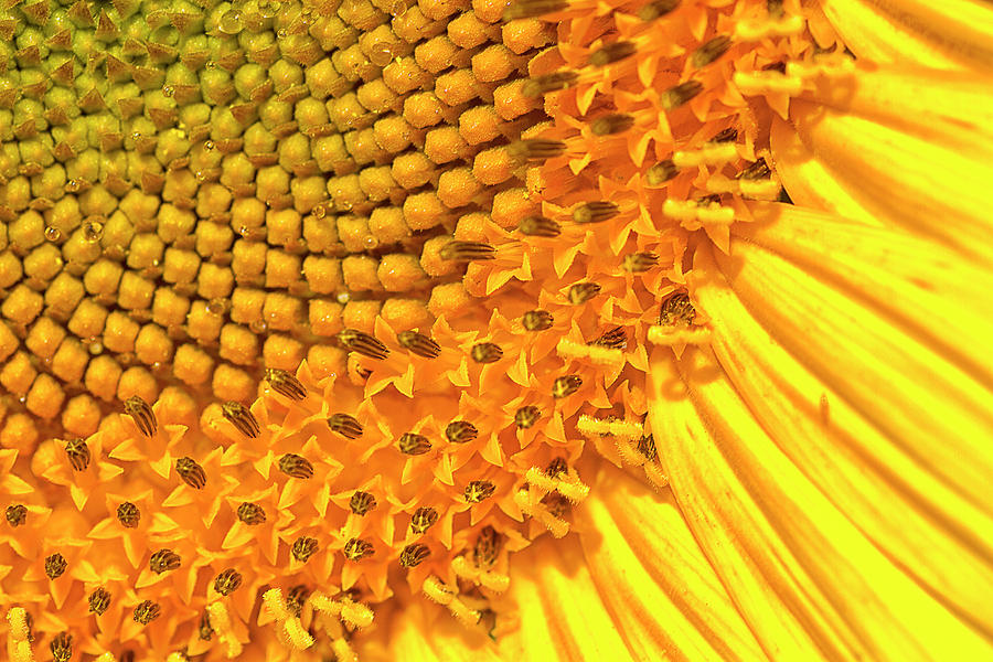 Sunflower - Up Close Photograph by Bill Barber