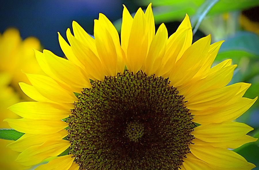 Sunflower Up Close Photograph by Steven Caldwell - Fine Art America