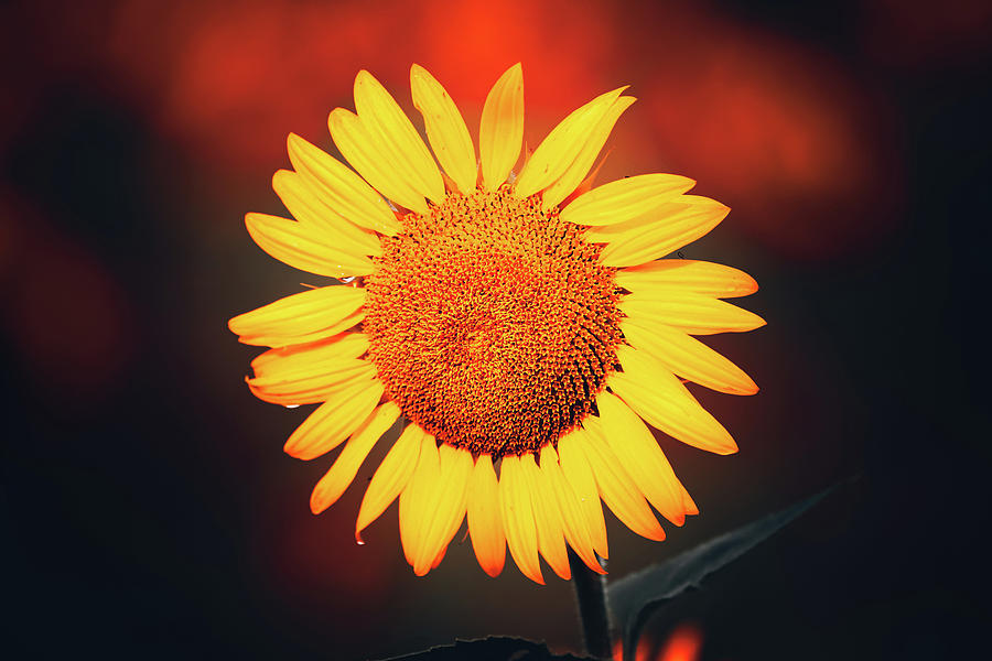 Sunflower Vibes Photograph by Dan Sproul