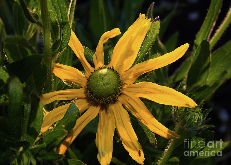 Sunflower Photograph by Vincent Bonafede