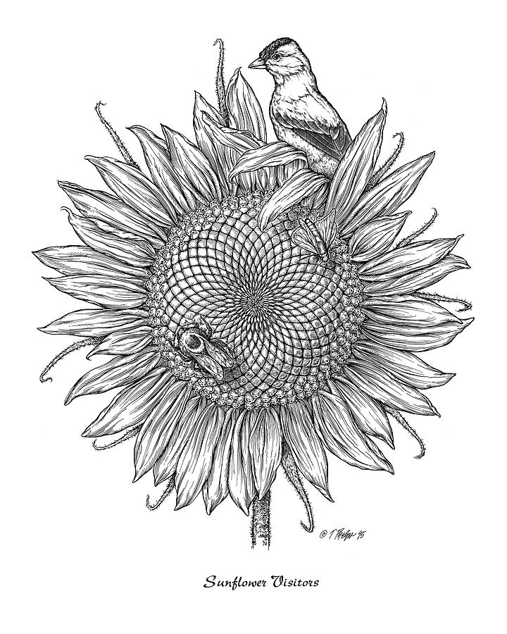 Sunflower Visitors Drawing by Tim Phelps