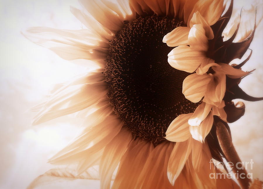 Sunflower Photograph - Sunflower - Waiting for you by Janine Riley