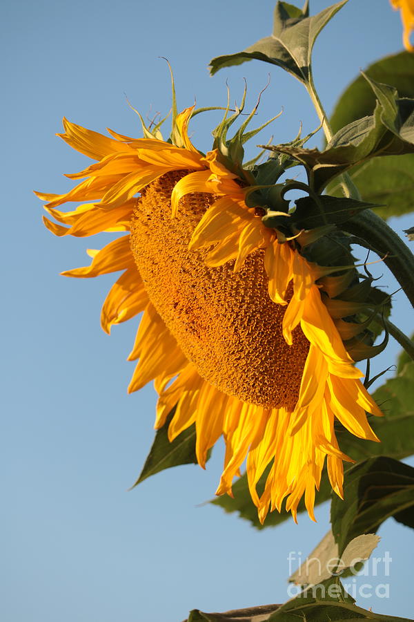 Sunflower Photograph - Sunflower Wake Up Call by Carol Groenen