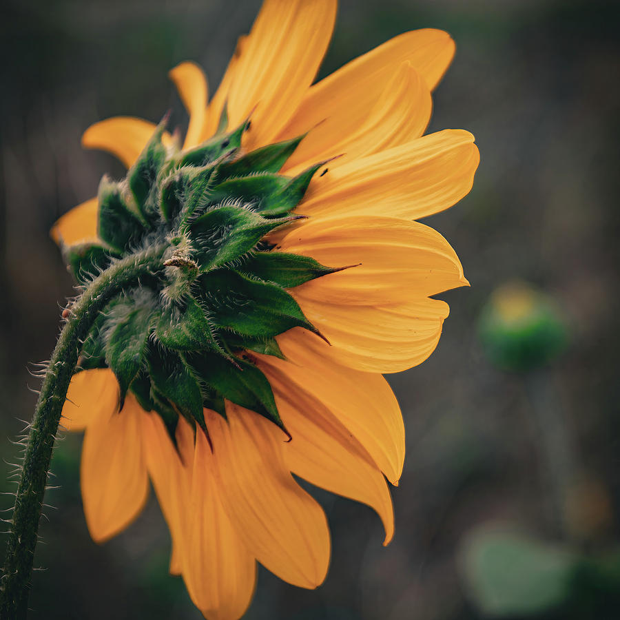 Sunflower - Watching Over You - Square Photograph by Bonny Puckett