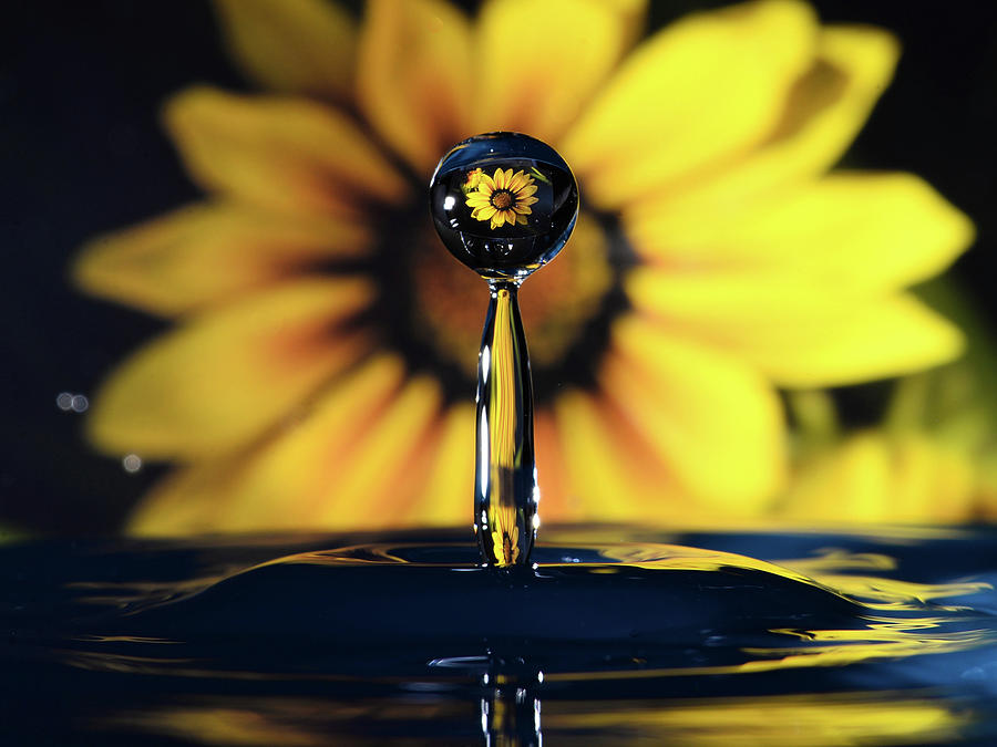 Sunflower Water Drop Photograph by Mark Bloom