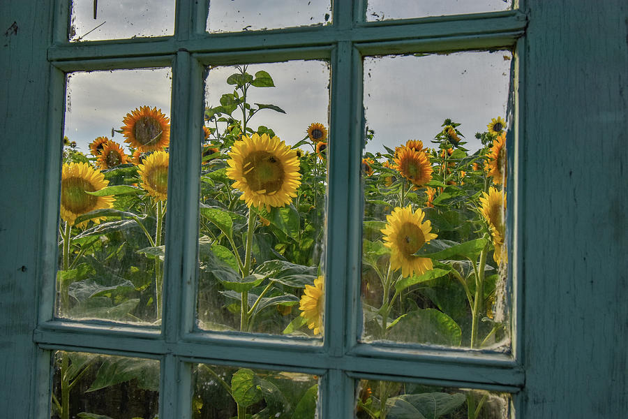 Sunflower Window Photograph by Michelle Wittensoldner