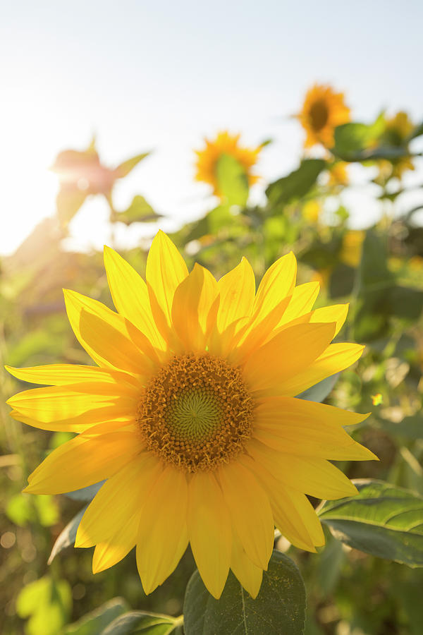 Sunflower with backlight Photograph by Karen Kaspar