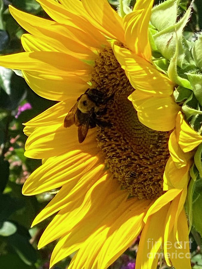 Sunflower with BEE in Clayton, North Carolina  Photograph by Catherine Ludwig Donleycott