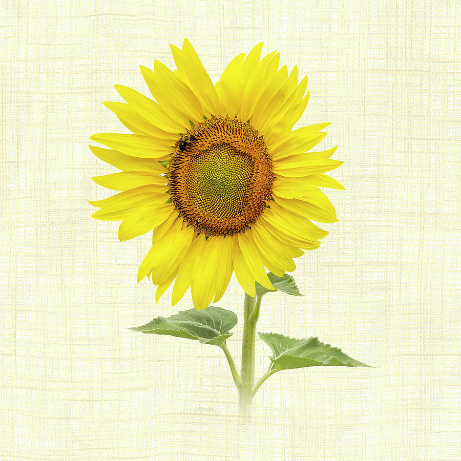Sunflower With Bee - Square Photograph