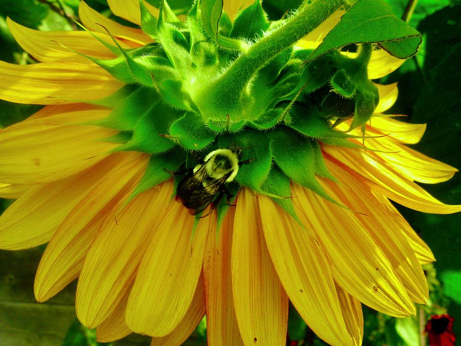 Sunflower with Bee Photograph by Stephanie Moore