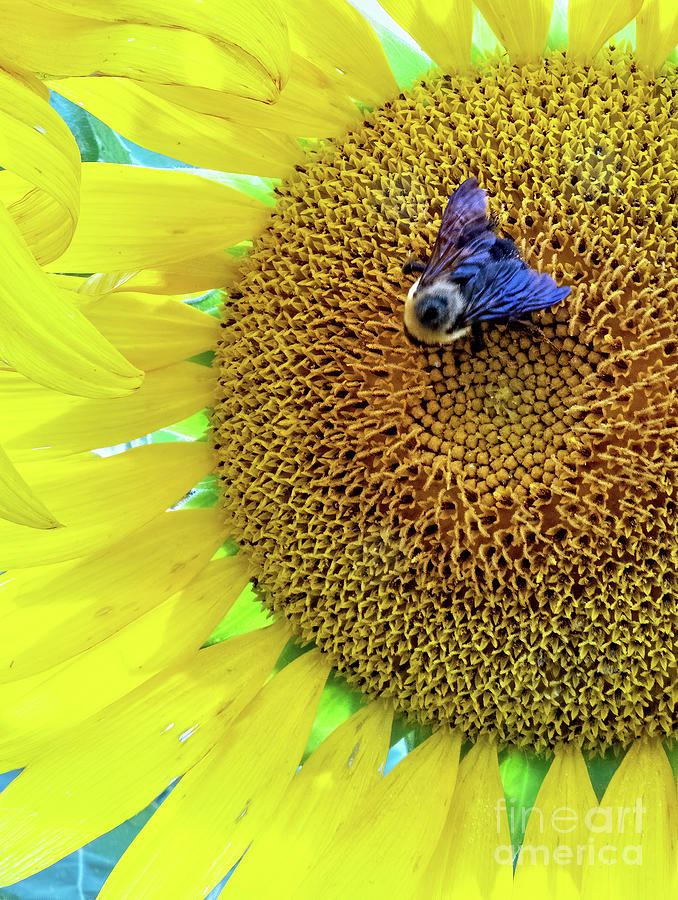 Sunflower with Bee Photograph by Tom Watkins PVminer pixs