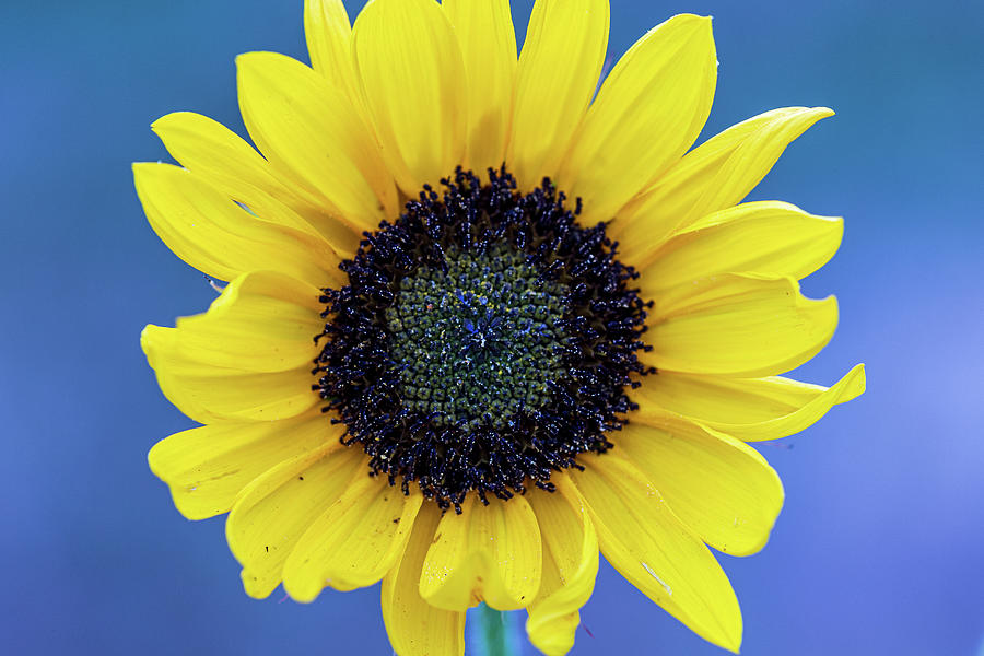 Sunflower with Blue Background Photograph by Amelia Pearn
