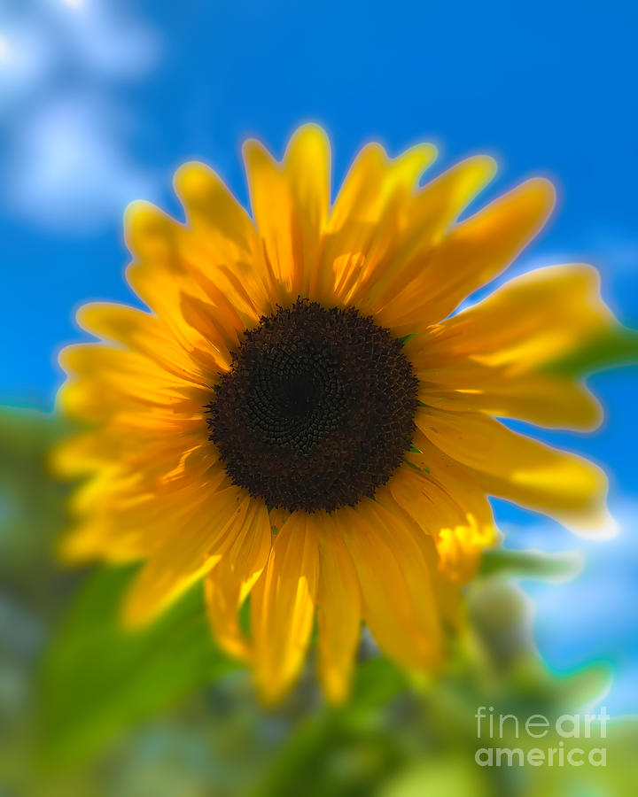 Sunflower With Blue Sky Photograph by Luther Fine Art