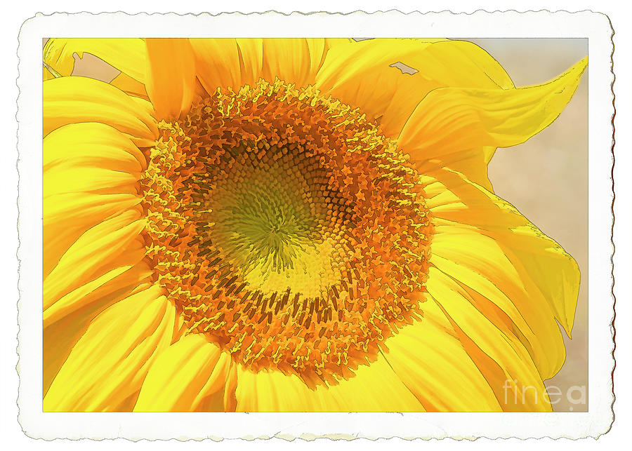 Sunflower With Border Photograph by Janice Pariza
