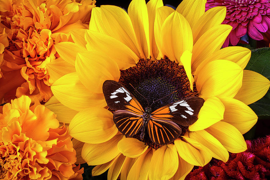 Sunflower With Gorgeous Butterfly Photograph by Garry Gay