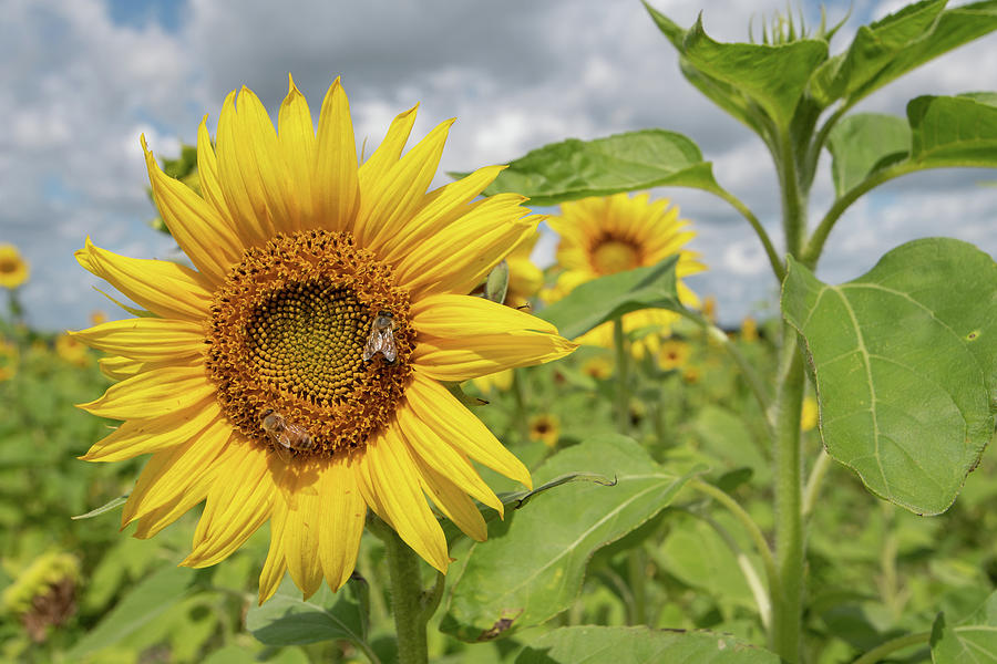 Sunflower with Honeybee Photograph by Carolyn Hutchins